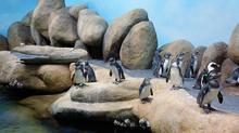 African Penguins, CA