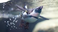 Penguin Underwater
