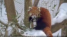 Red Pandas, Trevor Zoo