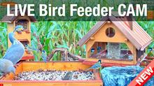 Bird Feed, Recke