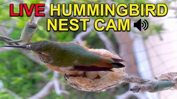 Allen's Hummingbird Nest