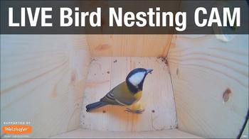 Great Tit Nest