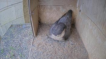 Peregrine Falcon Nest