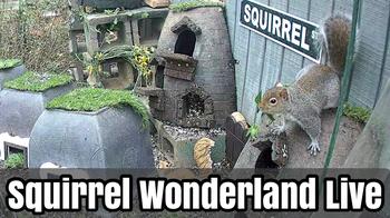 Squirrel Wonderland, USA