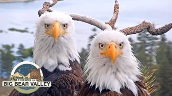 Big Bear Bald Eagle Nest, CA