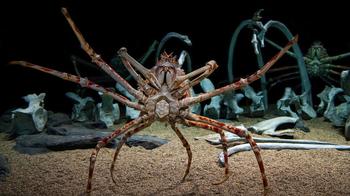 Spider Crabs, Monterey Bay Aquarium