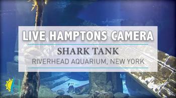 Sharks Long Island Aquarium