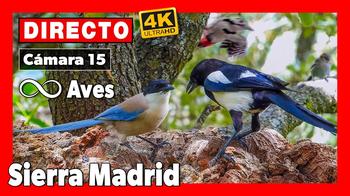 Bird Feeder, Sierra Madrid