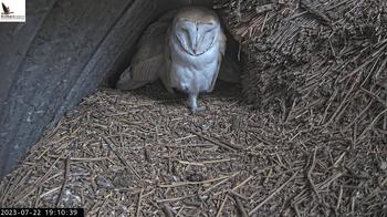 Irish Barn Owl Nest