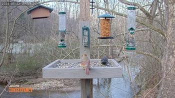 Climbers Run Bird