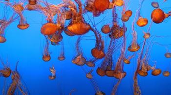 Jellyfish Aquarium