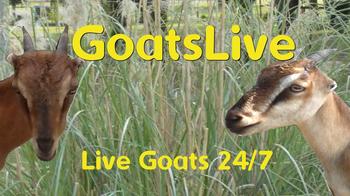 Goats, Brooksville