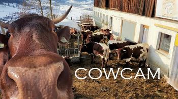 Cow Sanctuary, Austria