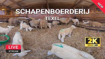 Sheep Farm Texel