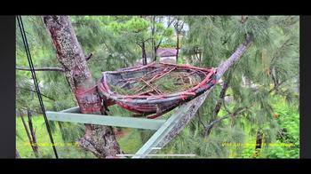 Wild Bald Eagle Nest, FL