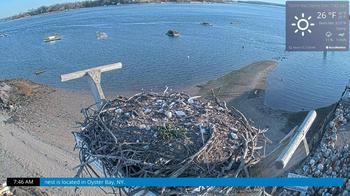 Osprey, Oyster Bay, NY