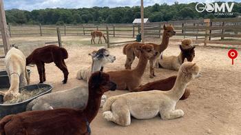 Alpaca Farm, Martha's Vineyard