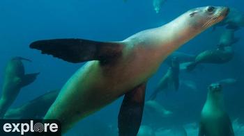 Anacapa Island Cove