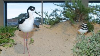 Aviary, Monterey Bay Aquarium