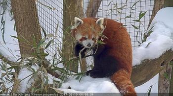 Red Pandas, Trevor Zoo