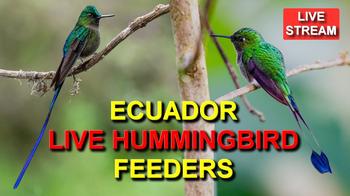Hummingbird Feeders, Ecuador