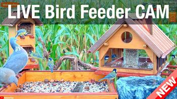 Bird Feed, Recke