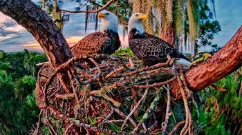 Eagle Nest Pepe & Muhlady, FL