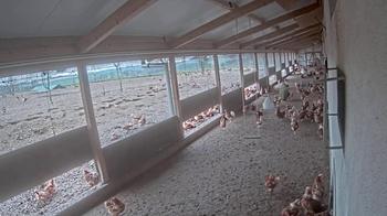 Lehnertz Chicken Farm