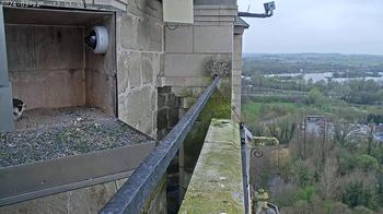 Peregrine Falcon, Oudenaarde