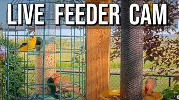 Garden Feeder, AB