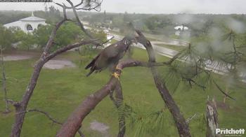 Eagle Nest Southwest Florida