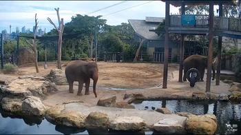 Elephant, Taronga Zoo Sydney