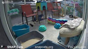 SNAP Cats FeLV+ Catio